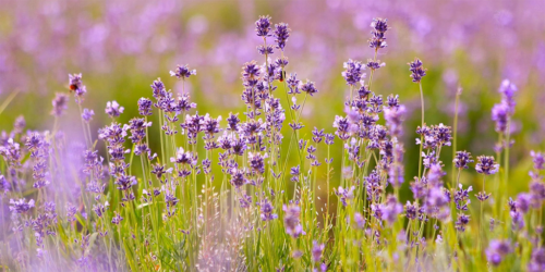 Lavanda-Un-remedio-natural-probado