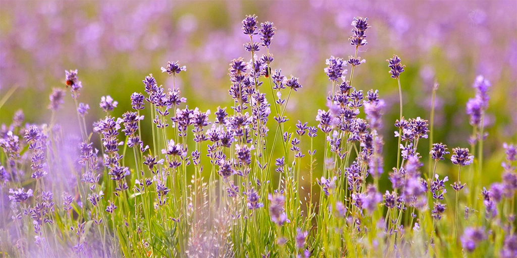 Lavanda-Un-remedio-natural-probado