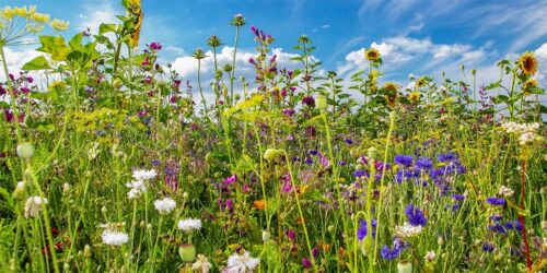 Flores de heno ayuda inquietud